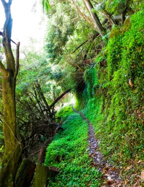 Sao Miguel iç kesimlerindeki tropikal ormanın vahşi doğası. Sao Miguel, Azores takımadalarının en büyük adasıdır. Vahşi doğanın güzelliği ve seyahat konsepti.