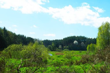 Wild, green meadow in forest. Natural beauty of Kashubia region in Poland. clipart