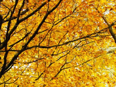 Sonbahar ağaçlarının dalları doğal arka plan olarak. Altın sonbahar, kopyalama alanı.