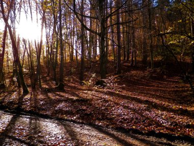 Güneşli bir günde sonbahar ormanı. Altın Polonya sonbaharı. Doğa konsepti