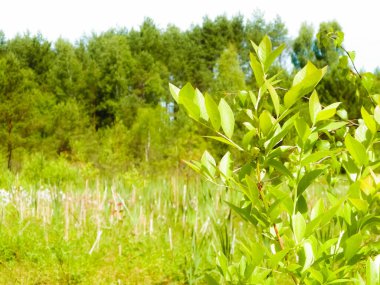 Close up of little tree and swamp in a background. Nature concept, copy space. clipart