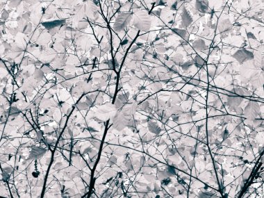 Sonbahar ağaçlarının dalları doğal arka plan olarak. Altın sonbahar, kopyalama alanı. BW soyut filtre tonu.