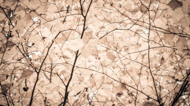 Sonbahar ağaçlarının dalları doğal arka plan olarak. Altın sonbahar, kopyalama alanı. BW soyut filtre tonu.