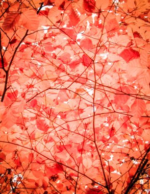 Sonbahar ağaçlarının dalları doğal arka plan olarak. Altın sonbahar, kopyalama alanı. Kırmızı soyut filtre tonu.