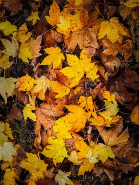 Doğanın arka planı olarak sarı sonbahar yaprakları. Altın sonbahar, kopyalama alanı.