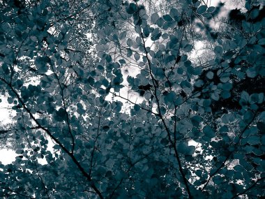 Sonbahar ağaçlarının dalları doğal arka plan olarak. Altın sonbahar, kopyalama alanı. BW soyut filtre tonu.