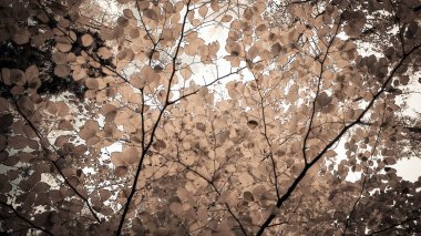 Sonbahar ağaçlarının dalları doğal arka plan olarak. Altın sonbahar, kopyalama alanı. BW soyut filtre tonu.