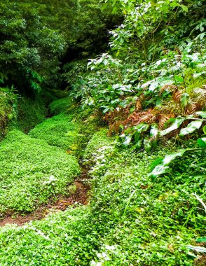 Sao Miguel iç kesimlerindeki tropikal ormanın vahşi doğası. Sao Miguel, Azores takımadalarının en büyük adasıdır. Vahşi doğanın güzelliği ve seyahat konsepti.