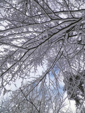 Branches covered with snow as natural background. Beauty of winter nature.