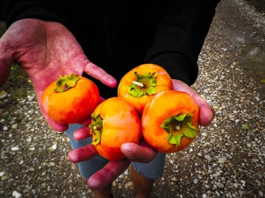 Çiftçinin elindeki haki meyvelerini yakın plan. Tarım kavramı.