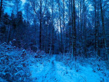 Kış orman manzarası. Doğal arka plan. Sanatsal soyut filtre tonu.
