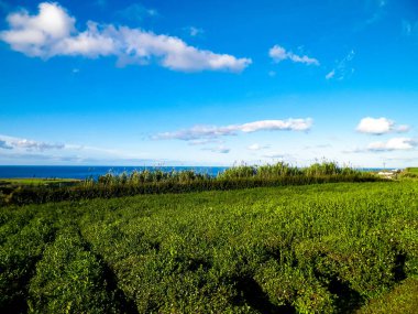 Landscape of tea plantation in Porto Formoso and atlantic ocean in the background. clipart