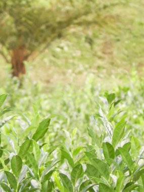 Close up of green tea leaves as nature background. Tea plantation, Azores. Copy space, toned image. clipart