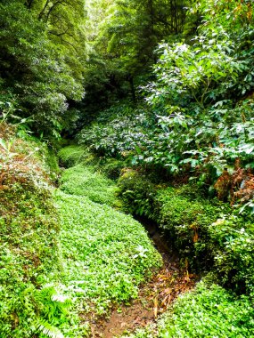 Sao Miguel iç kısımlarındaki tropikal ormanın güzel doğası. Sao Miguel, Azores takımadalarının en büyük adasıdır..