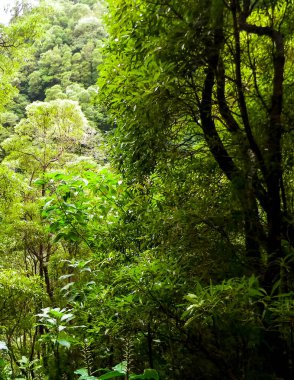Sao Miguel iç kısımlarındaki tropikal ormanın güzel doğası. Sao Miguel, Azores takımadalarının en büyük adasıdır..