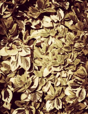 Euonymus Fortei doğa geçmişi olarak ayrılıyor. Bahçe işleri konsepti. Uzayı kopyala Soyut filtre tonu.