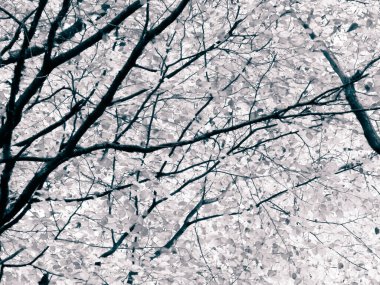 Sonbahar ağaçlarının dalları doğal arka plan olarak. Altın sonbahar, kopyalama alanı. BW soyut filtre tonu.