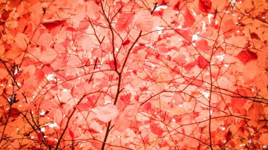 Sonbahar ağaçlarının dalları doğal arka plan olarak. Altın sonbahar, kopyalama alanı. Kırmızı soyut filtre tonu.