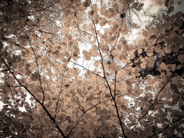 Sonbahar ağaçlarının dalları doğal arka plan olarak. Altın sonbahar, kopyalama alanı. BW soyut filtre tonu.