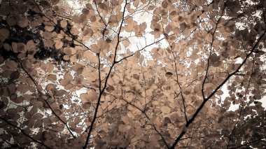 Sonbahar ağaçlarının dalları doğal arka plan olarak. Altın sonbahar, kopyalama alanı. BW soyut filtre tonu.
