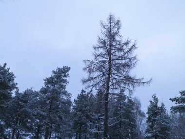 Kış orman manzarası. Doğal arka plan. Sanatsal soyut filtre tonu.