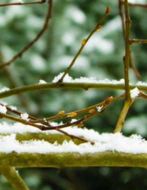 Ağaç dalında taze kar. Kış mevsimi doğası.