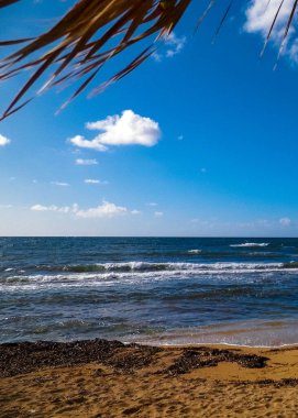 Akdeniz kıyısındaki sahil ve palmiyeler. Kıbrıs adasının egzotik doğası.