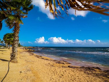 Akdeniz kıyısındaki sahil ve palmiyeler. Kıbrıs adasının egzotik doğası.