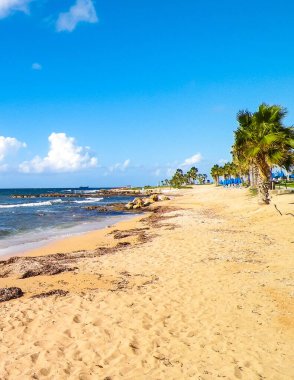 Kıbrıs adası Paphos City yakınlarındaki tropik palmiye, sahil ve Akdeniz manzarası. Seyahat kavramı.