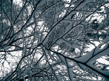 Doğal arka plan olarak karla kaplı dallar. Kış doğasının güzelliği.