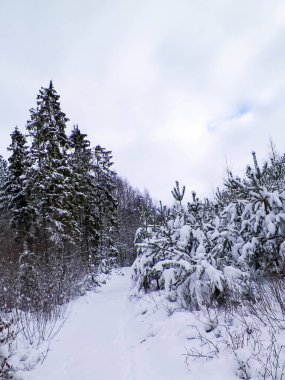 Wiezyca bölgesinde karlı bir orman. Kashubia Kuzey Polonya. Kış doğasının güzelliği.