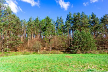 Ormandaki vahşi, yeşil çayır. Polonya 'nın Kashubia bölgesinin doğal güzelliği.