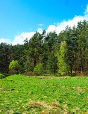 Ormandaki vahşi, yeşil çayır. Polonya 'nın Kashubia bölgesinin doğal güzelliği.