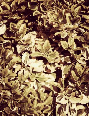 Euonymus fortunei leaves as nature background. Gardening concept. Copy space. Abstract filter toned. clipart