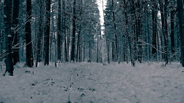 Kış orman manzarası. Doğal arka plan. Sanatsal soyut bw filtre tonu.