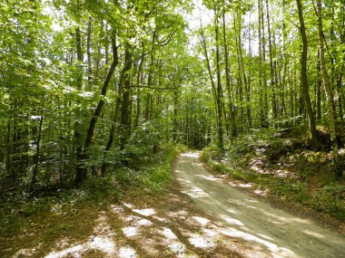 Yeşil ormanda yol. Yaz ormanı manzarası. Pomerania 'nın doğası - Kuzey Polonya bölgesi. Seyahat ve doğa kavramı.