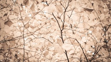 Sonbahar ağaçlarının dalları doğal arka plan olarak. Altın sonbahar, kopyalama alanı. BW soyut filtre tonu.