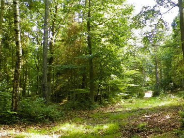 Vahşi orman manzarası. Yeşil orman güneşli bir günde, yaz mevsiminde. Güzel doğa Pomerania - Kuzey Polonya bölgesi.