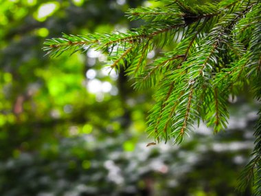 Spruce şubesinin kapağı. Boşluğu kopyala, doğa kavramı.