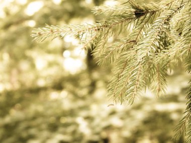 Spruce şubesinin kapağı. Boşluğu kopyala, doğa kavramı.