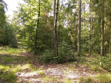 Vahşi orman manzarası. Yeşil orman güneşli bir günde, yaz mevsiminde. Güzel doğa Pomerania - Kuzey Polonya bölgesi.