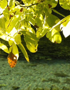 Beautiful, transparent water of Black Drim's River, Macedonia. Balcan nature. clipart