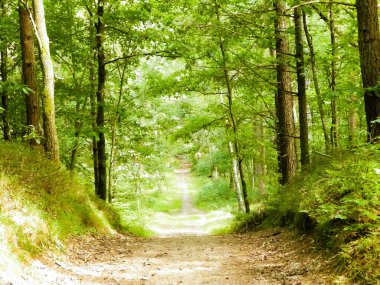 Yeşil ormanda yol. Yaz ormanı manzarası. Kuzey Polonya doğası. Seyahat ve doğa kavramı.