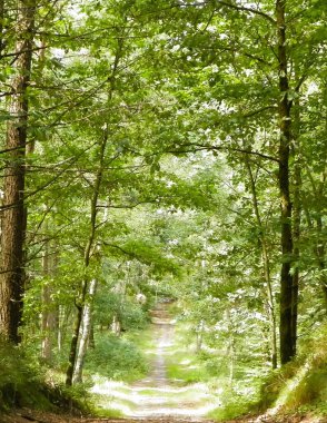 Yeşil ormanda yol. Yaz ormanı manzarası. Kuzey Polonya doğası. Seyahat ve doğa kavramı.