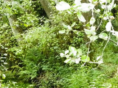 Makedonya 'nın Galiçya doğal parkının egzotik doğası. Doğa konsepti.