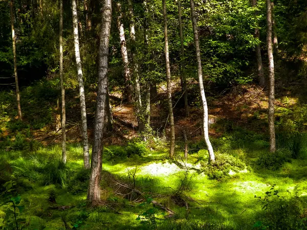 Yeşil ormandaki sulak alan. Bataklık yosunu ve ağaçlar - Kuzey Polonya 'nın güzel doğası.