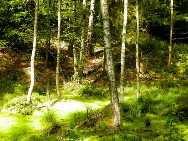 Vahşi doğa - yeşil ormandaki sulak alan. Bataklık yosunu ve ağaçlar - Pomeranya 'nın güzel doğası - Kuzey Polonya bölgesi.