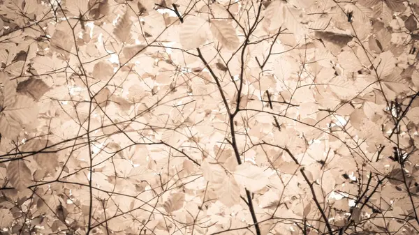 Sonbahar ağaçlarının dalları doğal arka plan olarak. Altın sonbahar, kopyalama alanı. BW soyut filtre tonu.