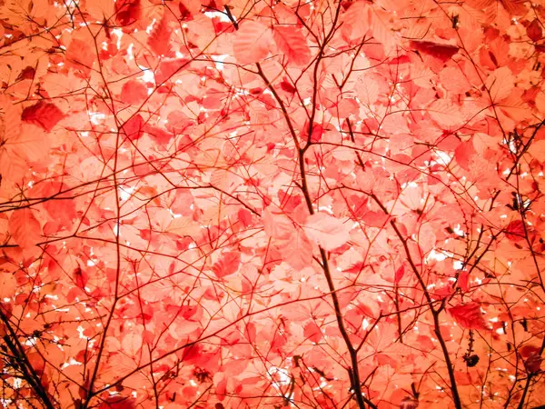 Sonbahar ağaçlarının dalları doğal arka plan olarak. Altın sonbahar, kopyalama alanı. Kırmızı soyut filtre tonu.