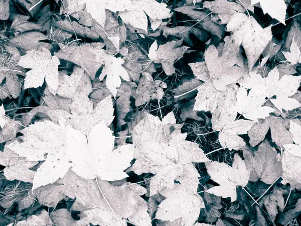 Sonbahar yapraklarını doğal arka plan olarak kapat. Altın sonbahar, kopyalama alanı. Soyut filtre tonu